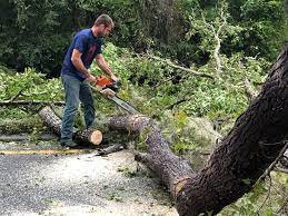 Best Tree and Shrub Care  in North Granby, CT