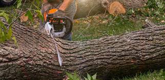 Why Choose Our Tree Removal Services in North Granby, CT?