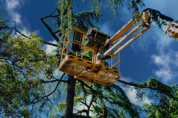 Best Tree Maintenance Programs  in North Granby, CT