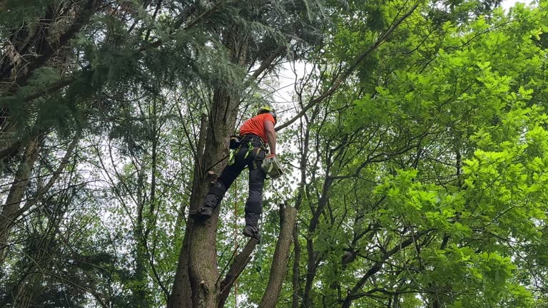 Best Fruit Tree Pruning  in North Granby, CT