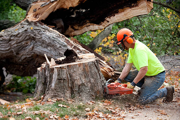 Best Seasonal Cleanup  in North Granby, CT