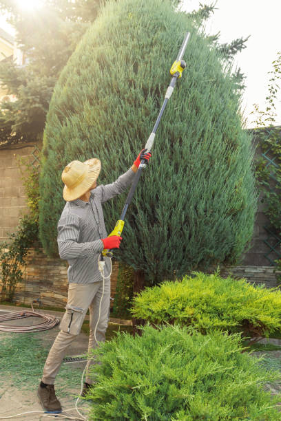 Best Tree Removal Service  in North Granby, CT