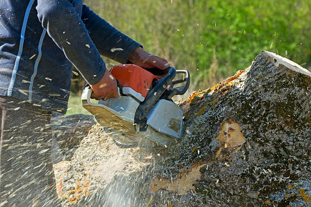 Professional  Tree Services in North Granby, CT